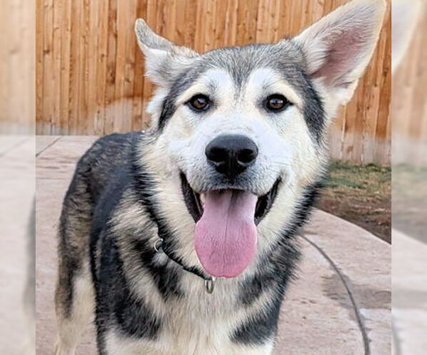 Medium Photo #4 Siberian Husky-Unknown Mix Puppy For Sale in Omaha, NE, USA