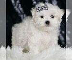 Small #3 Maltese