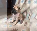 Small Photo #11 Alusky-Dutch Shepherd Dog Mix Puppy For Sale in VINTONDALE, PA, USA