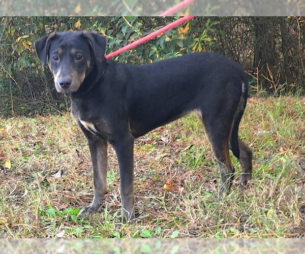 Medium Photo #3 Labrador Retriever-Unknown Mix Puppy For Sale in Wetumpka, AL, USA