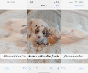 Australian Labradoodle Puppy for sale in GREENSBORO, NC, USA