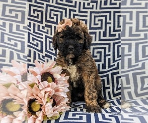 Saint Berdoodle Puppy for sale in OXFORD, PA, USA