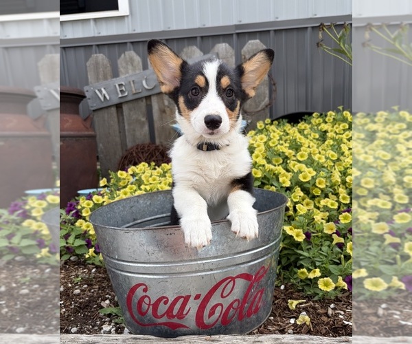 Medium Photo #4 Pembroke Welsh Corgi Puppy For Sale in MIDDLEBURY, IN, USA