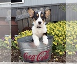 Small #3 Pembroke Welsh Corgi