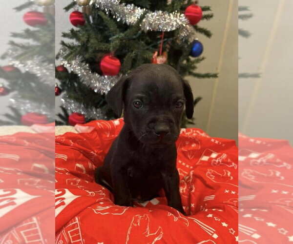 Medium Photo #5 Labbe Puppy For Sale in Osgood, IN, USA