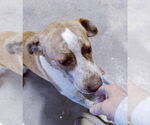 Small #4 Border Collie-Pointer Mix