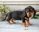 Small #2 Dachshund