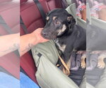Small Photo #2 German Shepherd Dog-Unknown Mix Puppy For Sale in Aurora, IN, USA