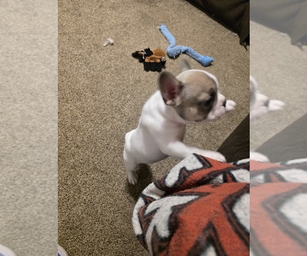 Medium Photo #2 French Bulldog Puppy For Sale in ASHLAND, OH, USA
