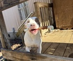 Small #2 American Pit Bull Terrier-American Staffordshire Terrier Mix