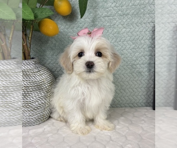 Medium Photo #5 Maltipoo (Toy) Puppy For Sale in FRANKLIN, IN, USA