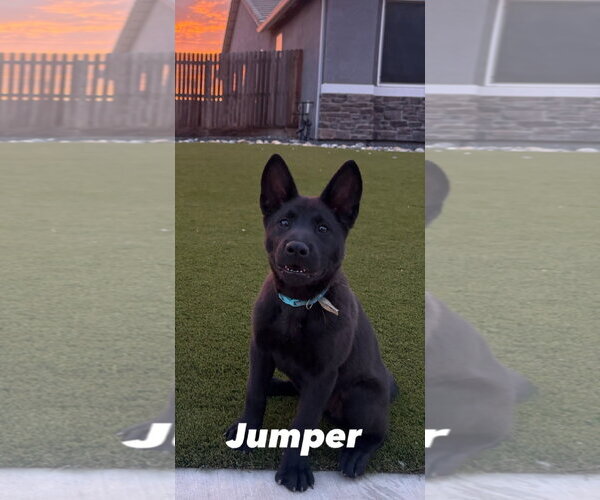 Medium Photo #1 Chow Chow-Unknown Mix Puppy For Sale in Visalia, CA, USA