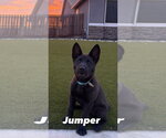 Jumper - Female Chow Chow-Unknown Mix Dog for Adoption - Small photo