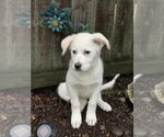 Small Photo #4 Great Pyrenees Puppy For Sale in Spring, TX, USA