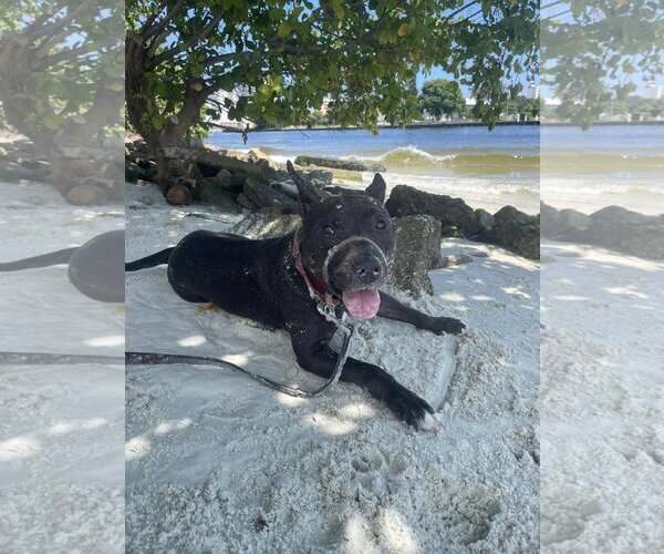 Medium Photo #4 Mutt Puppy For Sale in Pompano Beach , FL, USA