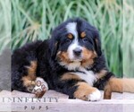 Small #3 Bernese Mountain Dog