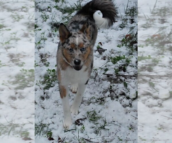 Medium Photo #1 Pomsky Puppy For Sale in SEQUIM, WA, USA