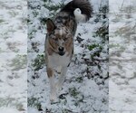 Small Photo #1 Pomsky Puppy For Sale in SEQUIM, WA, USA