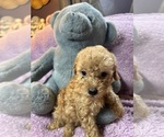 Small #2 Poodle (Miniature)