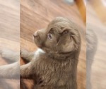 Small Photo #7 Miniature Australian Shepherd Puppy For Sale in DALTON CITY, IL, USA