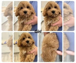 Cock-A-Poo Puppy for sale in SEBASTIAN, FL, USA