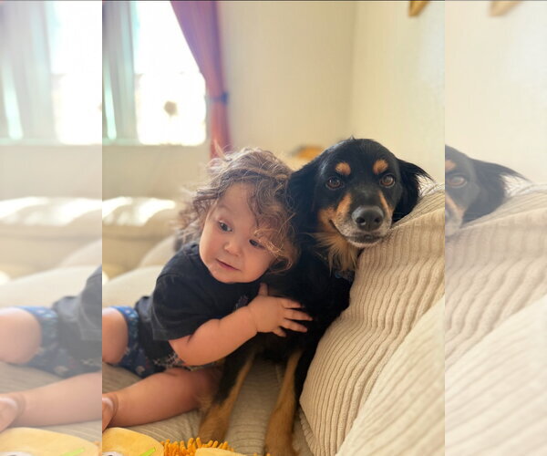 Medium Photo #2 Cocker Spaniel-Papillon Mix Puppy For Sale in Escondido, CA, USA