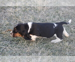 Small #2 Basset Hound