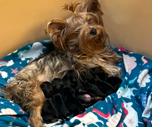 Yorkshire Terrier Litter for sale in COEBURN, VA, USA