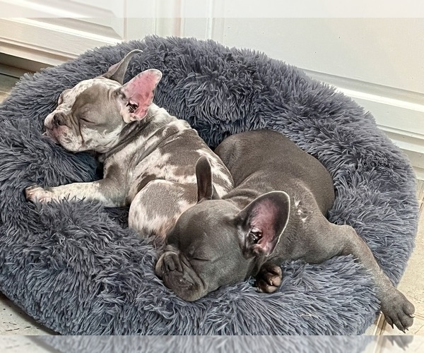 Medium Photo #8 French Bulldog Puppy For Sale in PFLUGERVILLE, TX, USA
