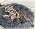 Small Photo #8 French Bulldog Puppy For Sale in PFLUGERVILLE, TX, USA