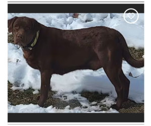 - Mix Dogs for adoption in Westminster, MD, USA