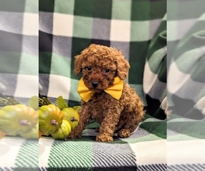 Poodle (Toy) Puppy for sale in QUARRYVILLE, PA, USA