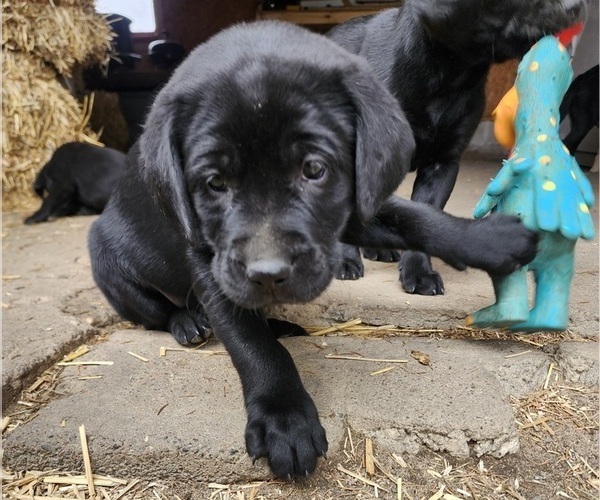 Medium Photo #1 Labrador Retriever Puppy For Sale in BARRON, WI, USA