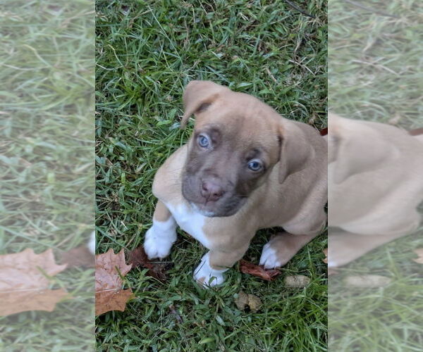 Medium Photo #1 Mutt Puppy For Sale in Mooresville, NC, USA