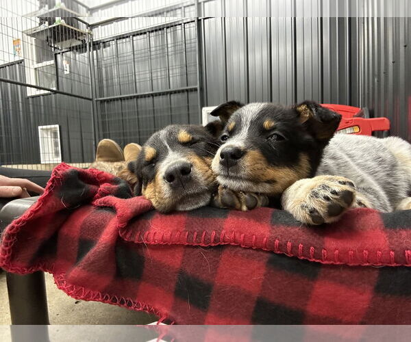 Medium Photo #8 Mutt Puppy For Sale in Highland, IL, USA