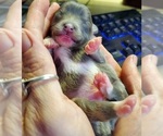 Small Photo #5 Pomsky Puppy For Sale in EUFAULA, OK, USA