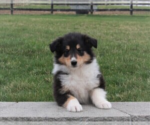 Collie Puppy for sale in FREDERICKSBURG, OH, USA