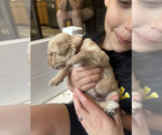 Small #7 Golden Retriever