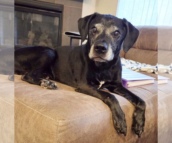 Medium Photo #2 Labrador Retriever-Unknown Mix Puppy For Sale in Fargo, ND, USA