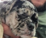 Small Photo #11 Puggle Puppy For Sale in CINCINNATI, OH, USA