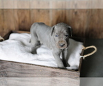 Small Photo #2 Great Dane Puppy For Sale in GOSHEN, IN, USA