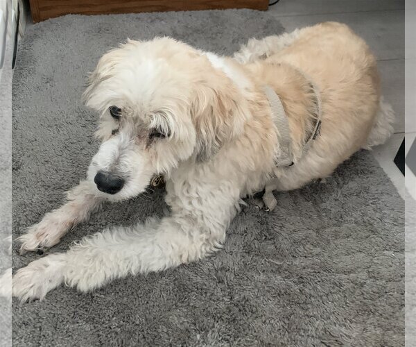Medium Photo #2 Poodle (Miniature)-Unknown Mix Puppy For Sale in  Ramona, CA, USA
