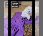 Small #2 Havanese-Zuchon Mix
