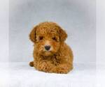 Small Photo #3 Goldendoodle-Poodle (Miniature) Mix Puppy For Sale in DALTON, OH, USA