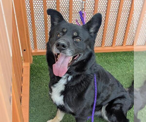 Medium Photo #2 German Shepherd Dog-Unknown Mix Puppy For Sale in Las Vegas, NV, USA