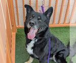 Small #1 German Shepherd Dog Mix