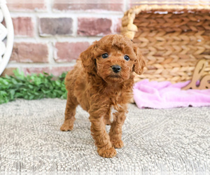 Poodle (Miniature) Puppy for sale in SYRACUSE, IN, USA