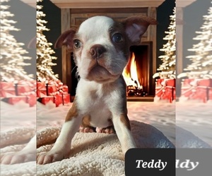 Boston Terrier Puppy for sale in POMEROY, OH, USA