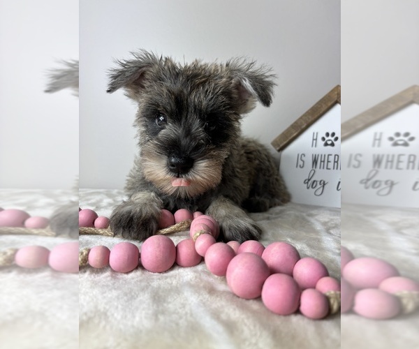 Medium Photo #3 Schnauzer (Miniature) Puppy For Sale in INDIANAPOLIS, IN, USA
