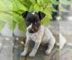 Small Photo #7 Mutt Puppy For Sale in Redmond, WA, USA